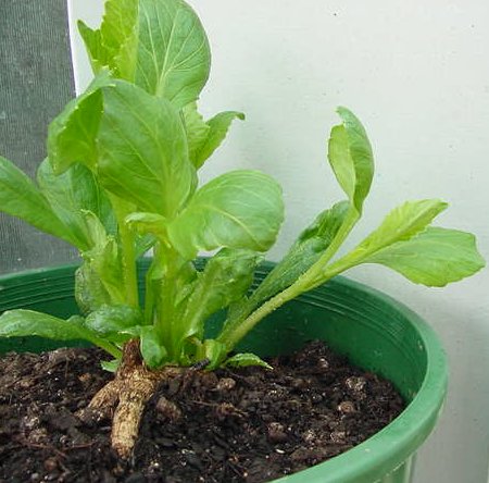 pot root sprouting
