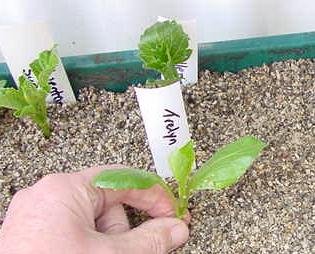 Cutting planted in sand and vermiculite mix