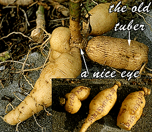 clump of tubers with eyes