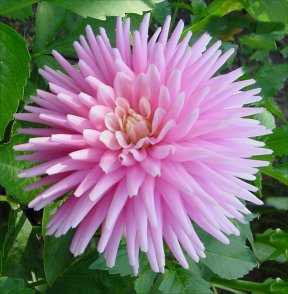 North Island Dahlia of the Year 2006